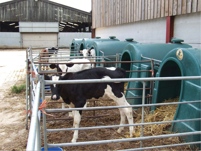 Calves enjoying some fresh air and also comfort from hutches.